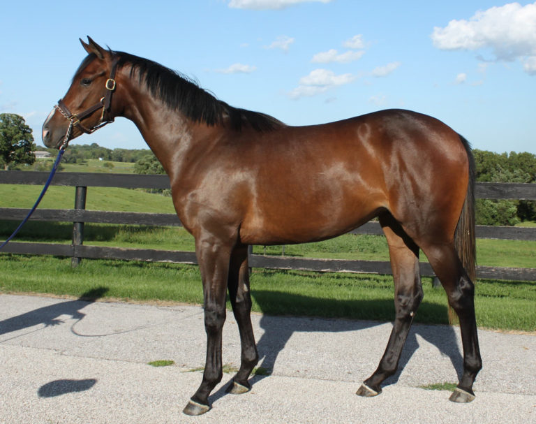 IowaBred Filly by Oklahoma Stallion Liaison Tops Successful ITBOA Fall